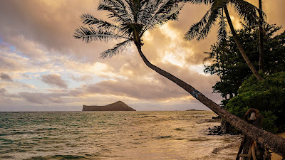 Wallpaper tropical island, beach, palm trees, sea