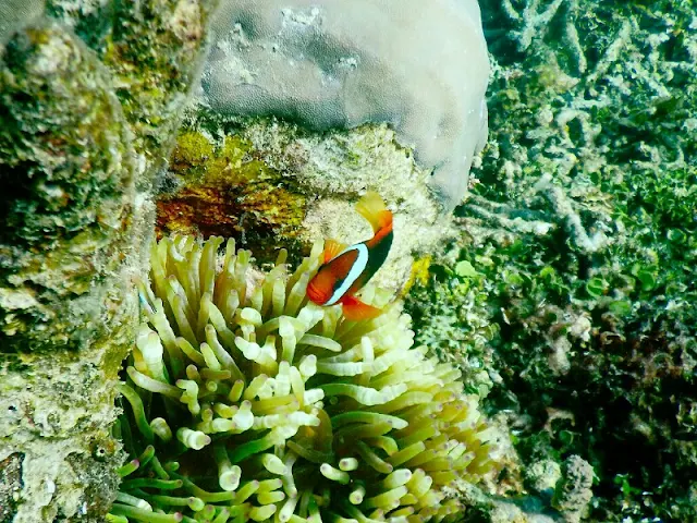Red and Black Anemonefish (Amphiprion melanopus)