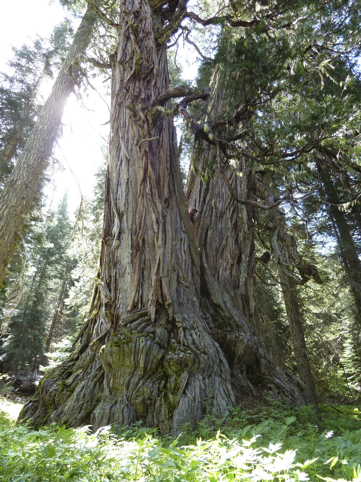 The Siskiyou Crest THE STUDHORSE INCENSECEDAR