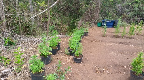 Plantação de maconha encontrada em Capão da Volta, Zona Rural de Ibicoara (Foto: Informe Barra)
