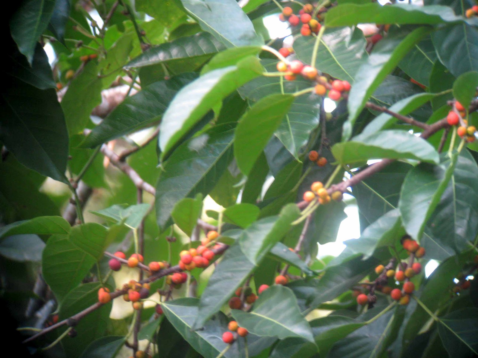 maiabird's brain Have Fruiting Tree, Will Bird