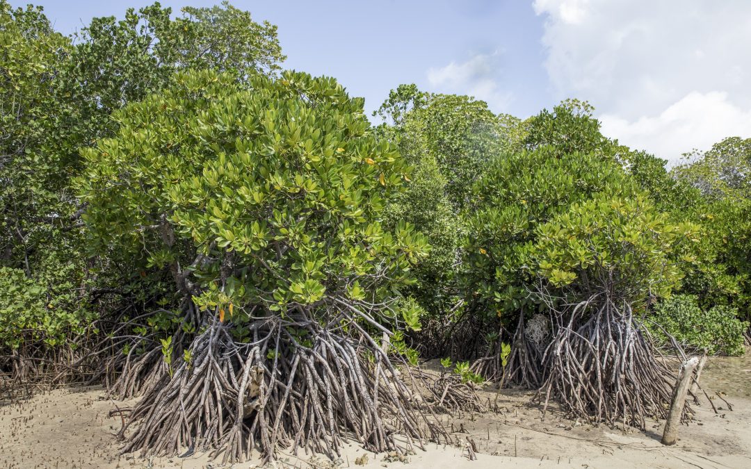 Pengertian Kawasan Hutan Mangrove Sebagai Salah Satu ...