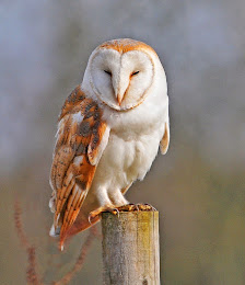 burung hantu