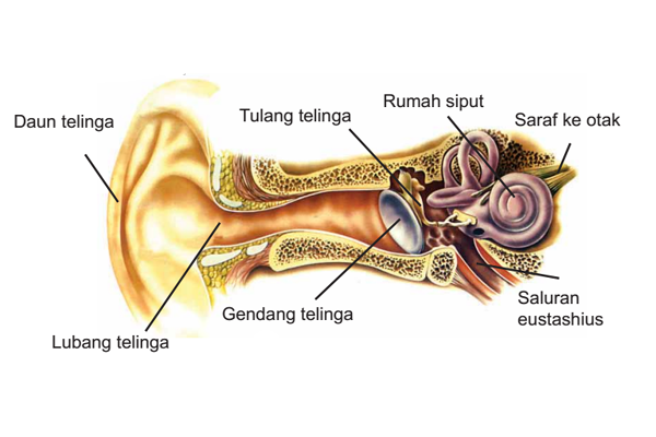 Mengapa kita mempunyai dua telinga