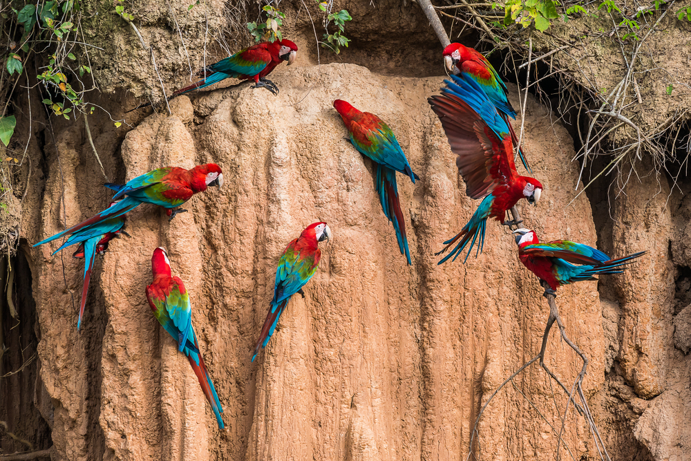 Clay Licks of Amazon Rainforest