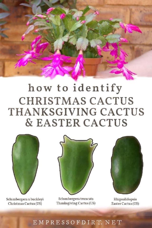 Best of Long Island and Central Florida Types of Flowering Cactus
