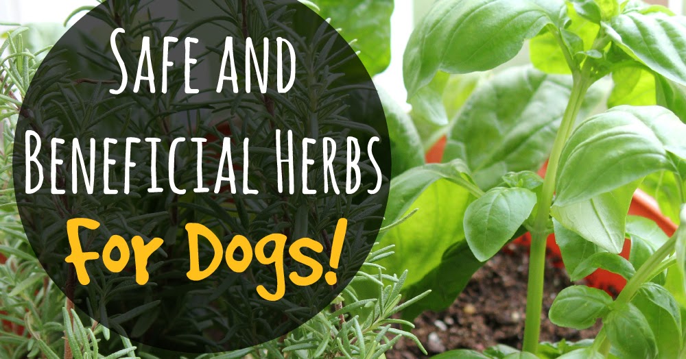 8 Best Herbs for Your Dog Doglopedix