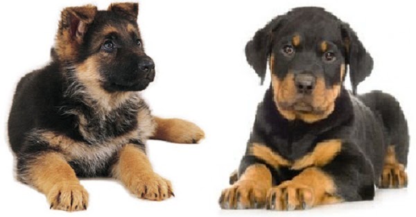 Cute Cool Pets 4u Rottweiler And German Shepherd Mix Puppies