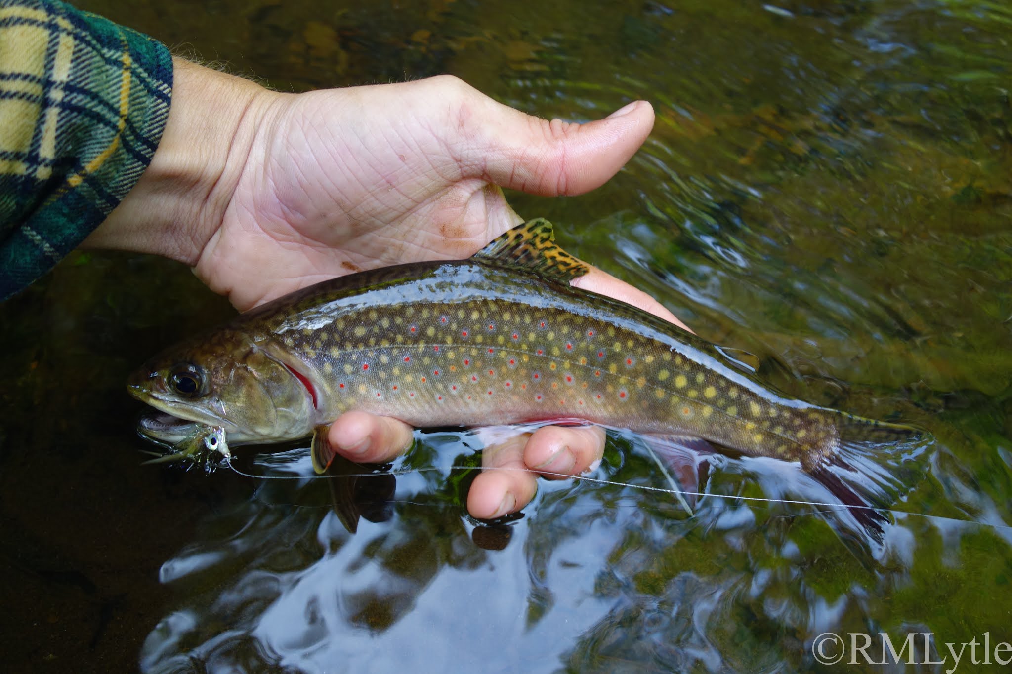 Connecticut Fly Angler Cape Cod Brook Trout