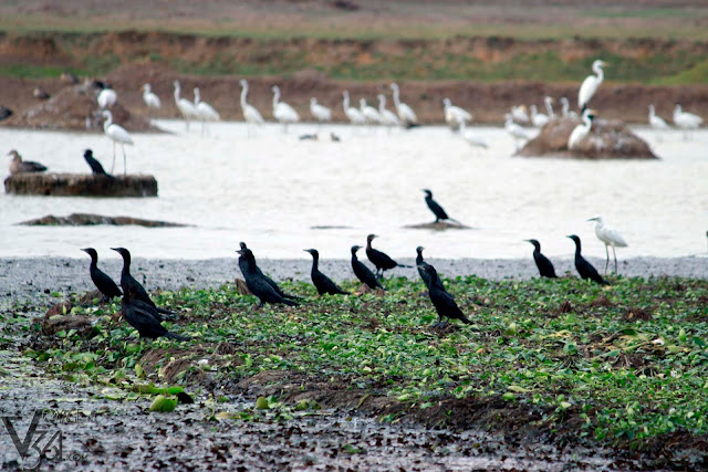 Cormorants with egrets in background Cormorants with egrets in background