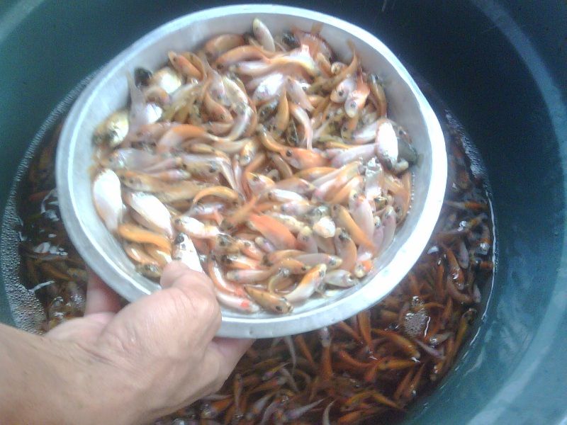 Ikan Nila Merah