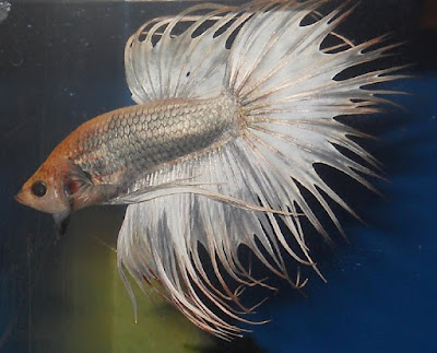 Ikan Hias Akuarium Tanpa Oksigen Ikan Hias Akuarium Tanpa Oksigen