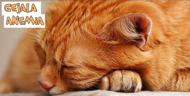 Gejala Anemia Kucing Gejala Anemia pada Kucing
