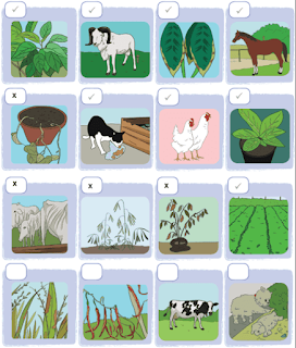 gambar yang menunjukkan tanaman dan hewan yang terawat www.simplenews.me