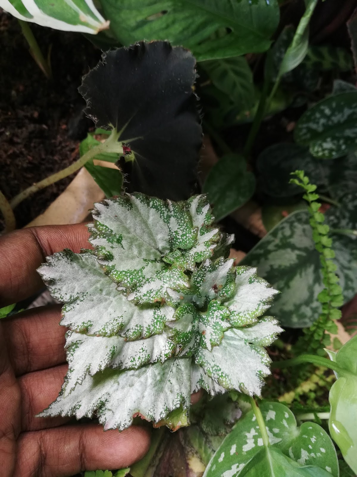Garden Chronicles of James David Begonia '50 Shades of Gray'