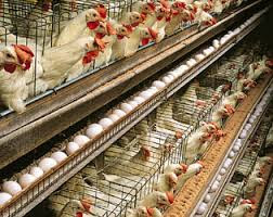 Jenis - Jenis Ayam Ras Petelur | PoultryShop Indonesia