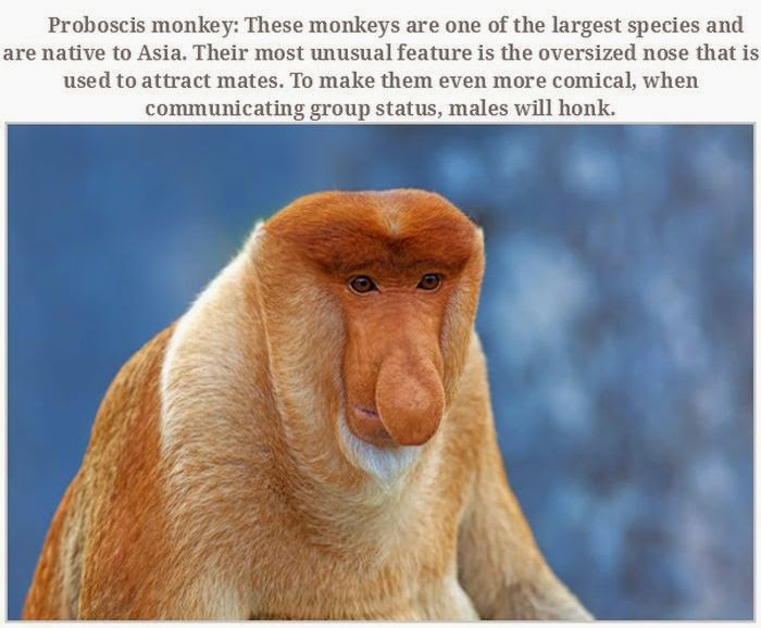 Weird animals (20 pics), strange animal pictures, proboscis monkey