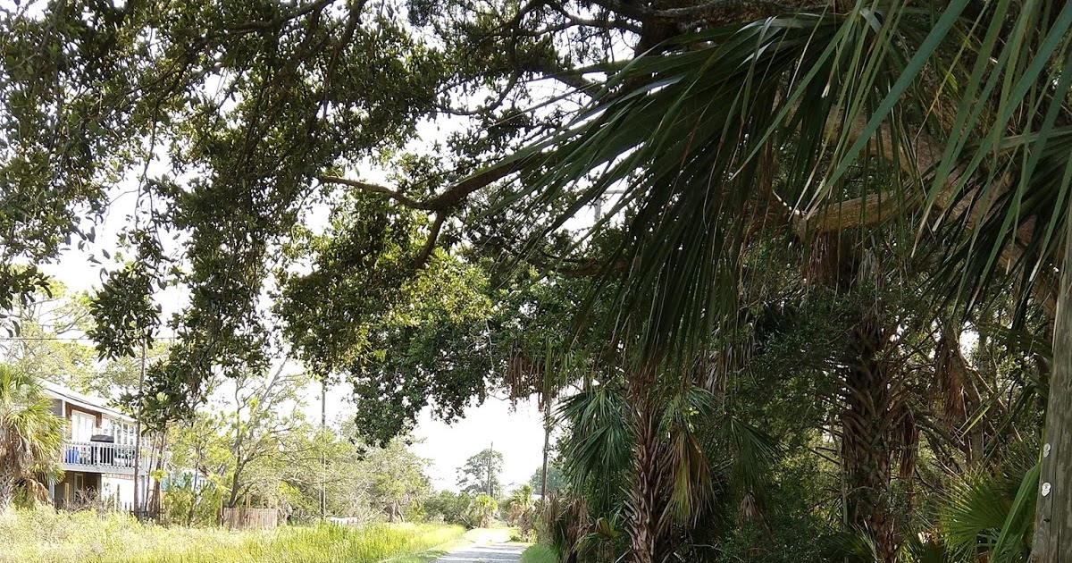 Forest bathing mn image