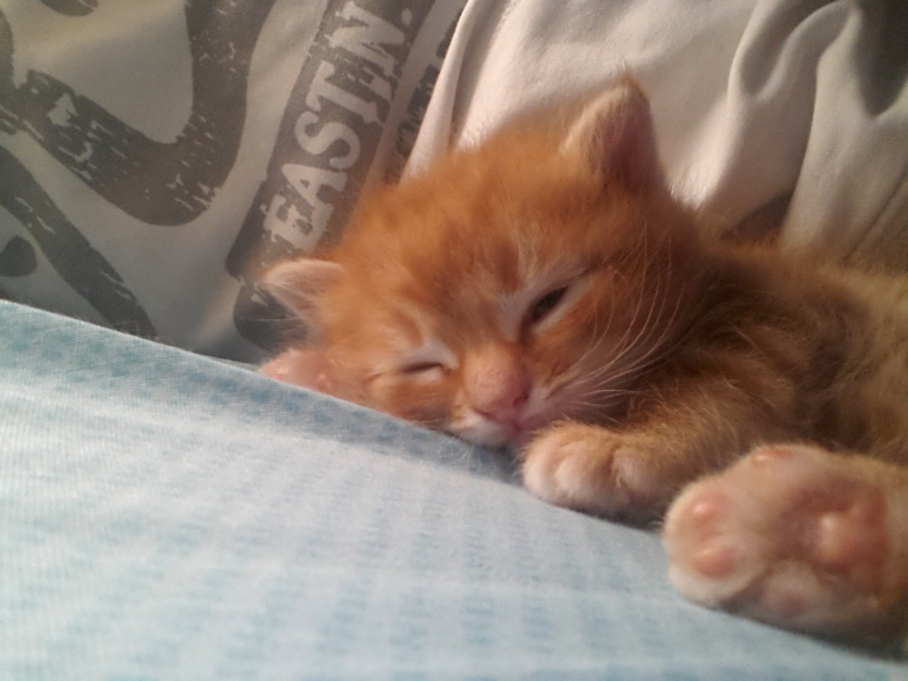 Benim miniklere yuva lazım&hellip; Bir yardım etseniz&hellip;