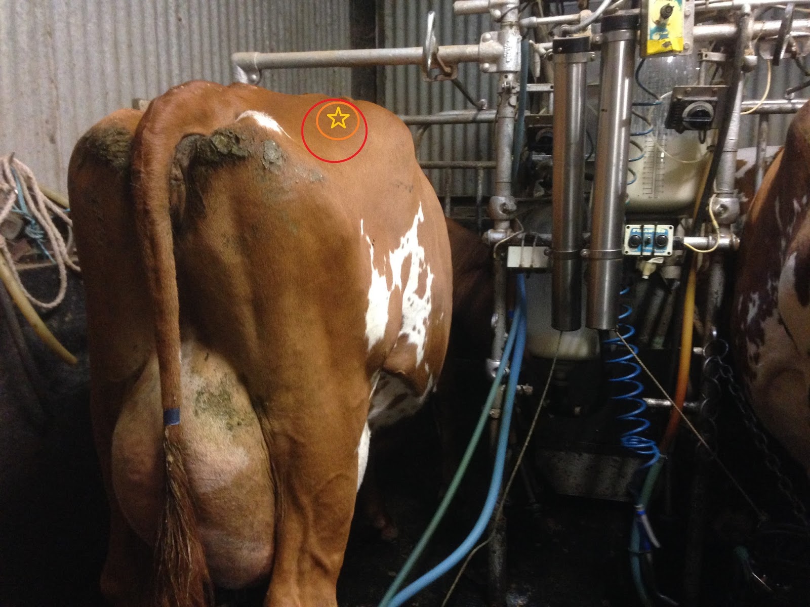 How to administer an intramuscular injection to a dairy cow Vet in Training