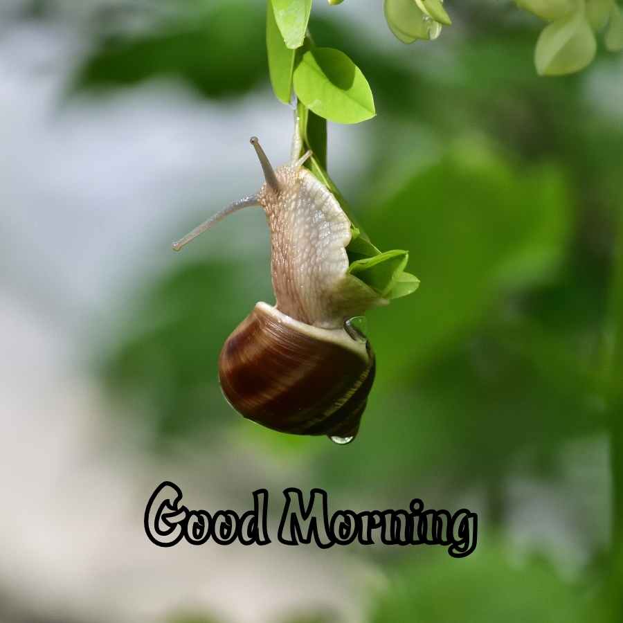 70 Good Morning Images With Nature Because everyone want to send good morning wishes and images to their loved ones. 70 good morning images with nature