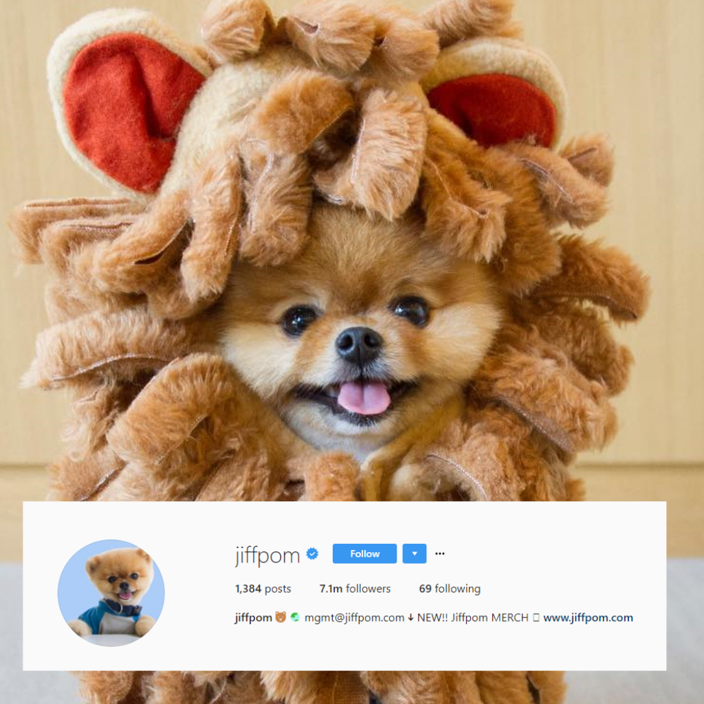 Most Famous Dog On Instagram More Famous Than Esha Gupta Katrina Most Famous Dog On Instagram More Famous Than Esha Gupta Katrina