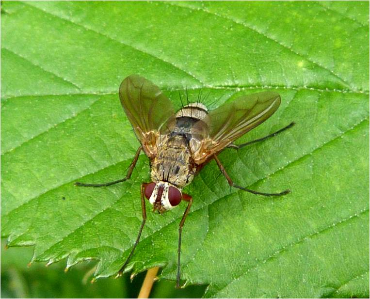 Insects of Scotland: Tachinids