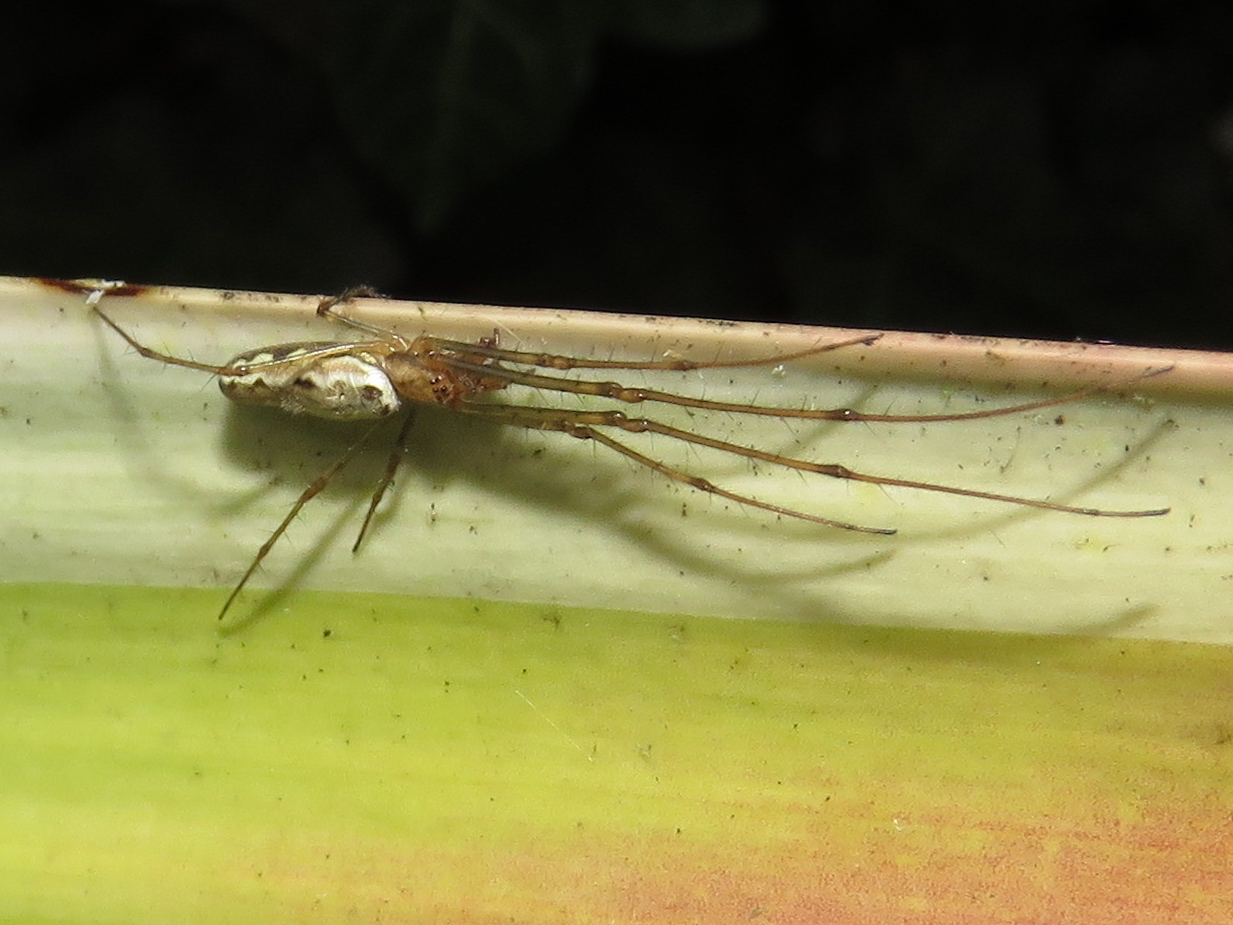 BugBlog Stretch spider portrait
