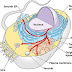 All sub-cellular organelles explained in details