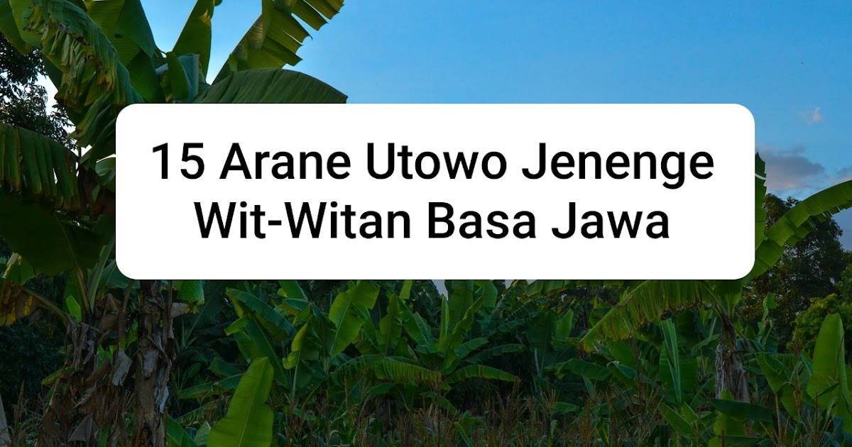 15 Arane Wit Witan Basa Jawa Nama Pohon Dalam Bahasa Jawa Intanpari Com