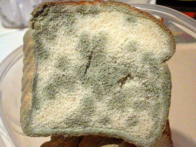 Penicillin Mold On Bread penicillin-mold-on-bread