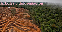Árboles y deforestación