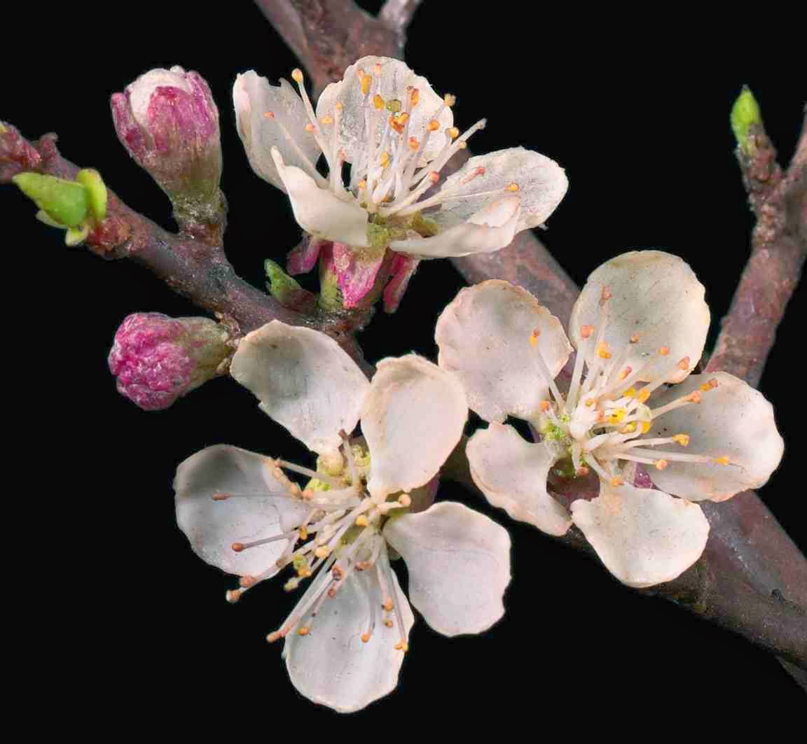 garden at heart The enchanted world of Rudolf and Leopold Blaschka