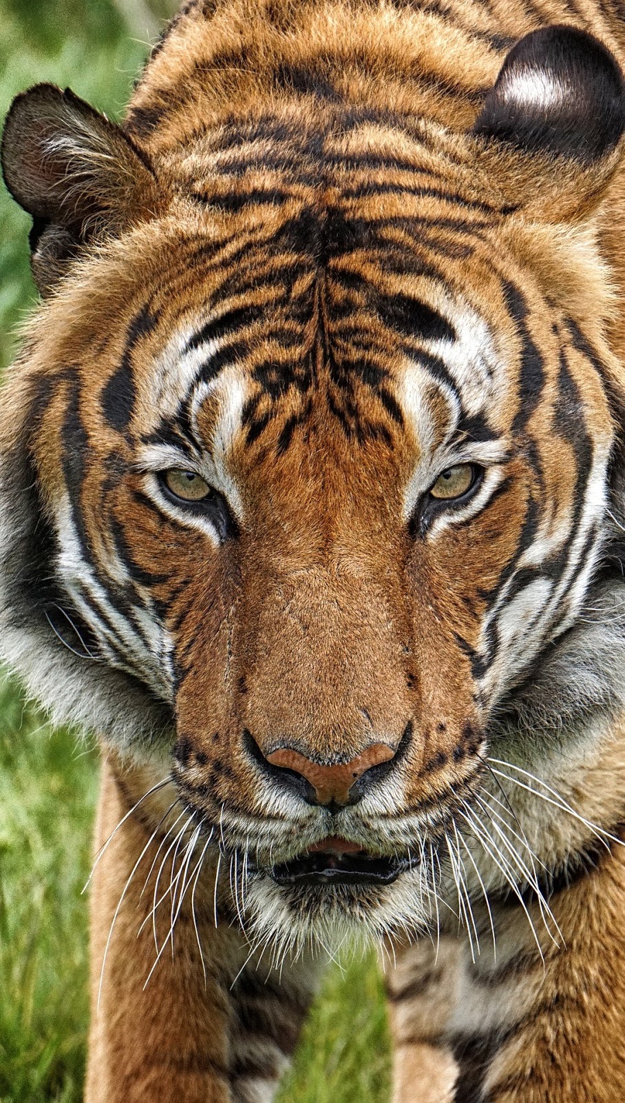 Face of a tiger.