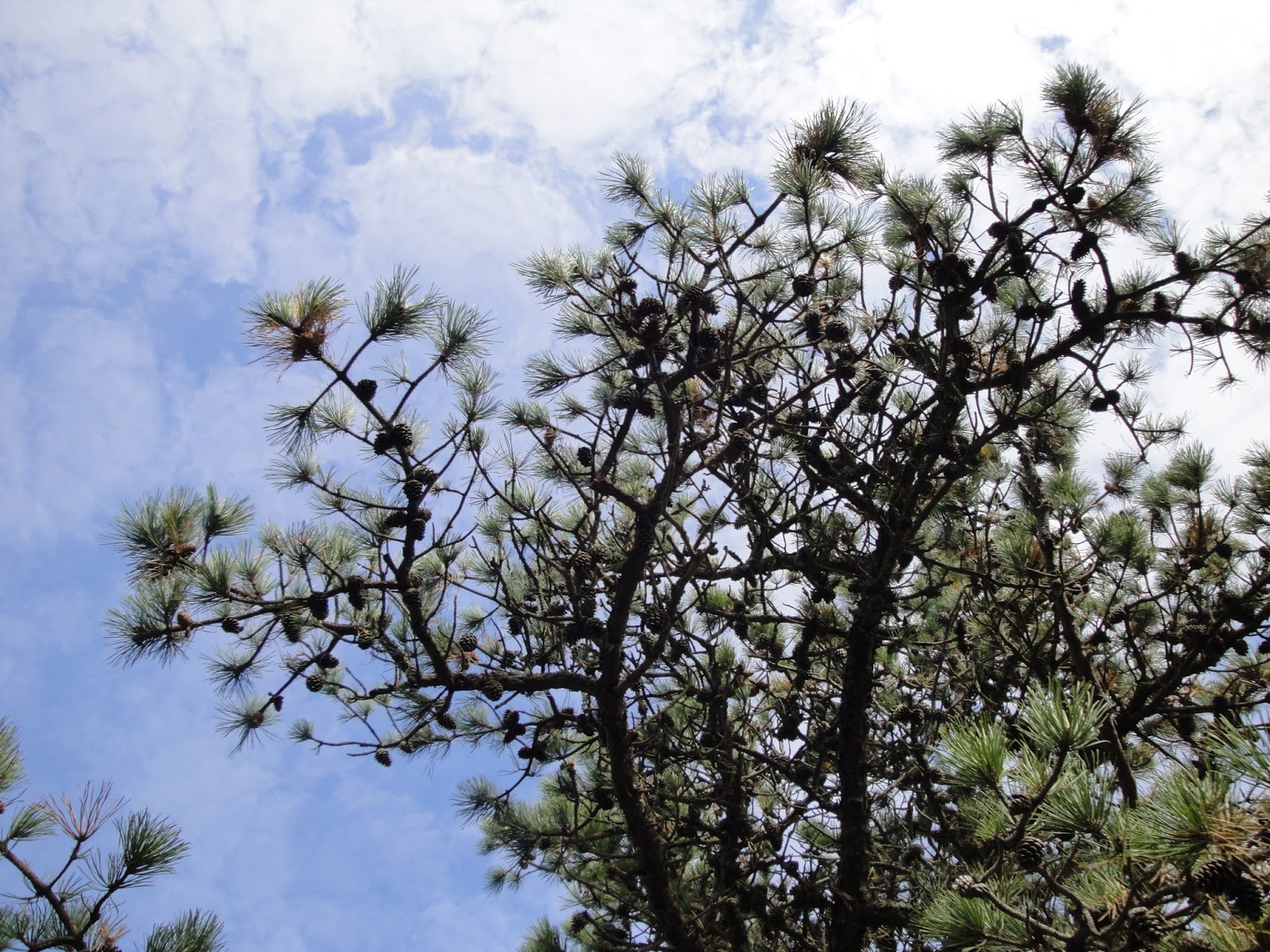 In Pursuit Of Maine November 24, 2015 The Homely Pitch Pine