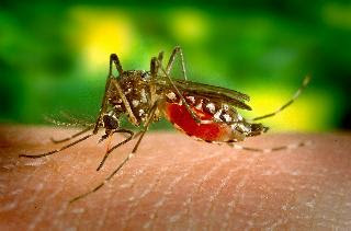 Mosquitoes urinates on your body after biting/mosquitoes