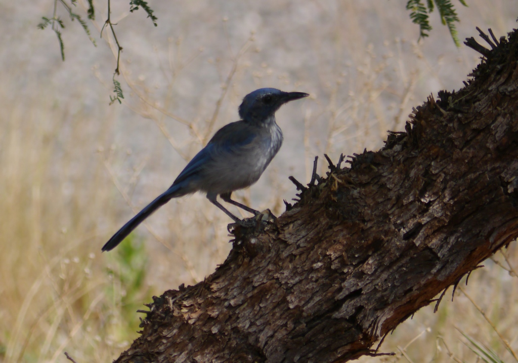 mexican blue jay