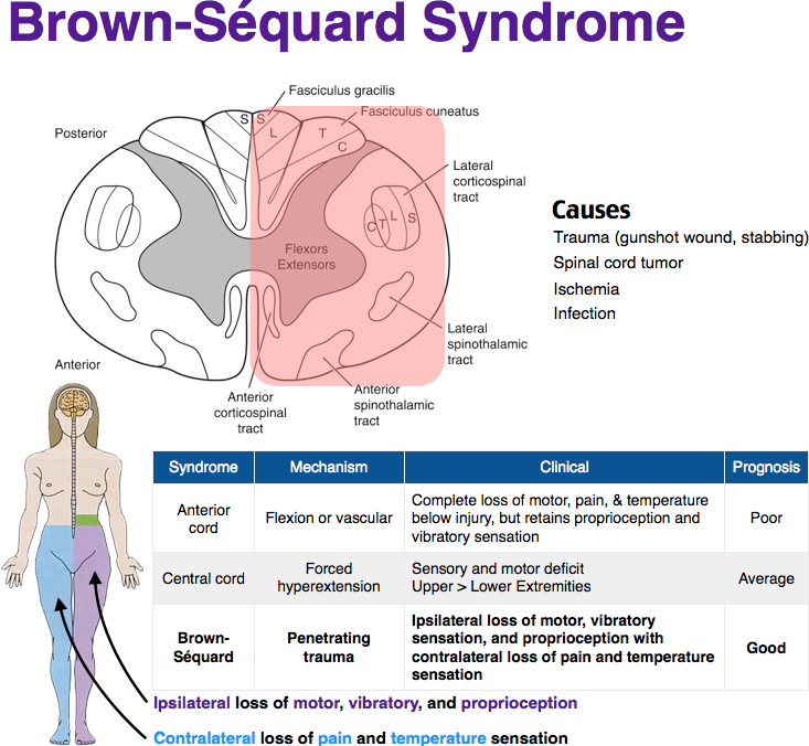 Klasifikasi Spinal Cord Injury Medstellar