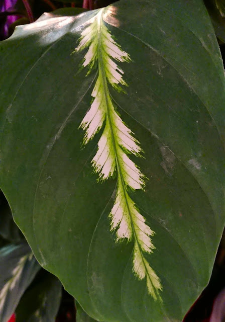 Calathea louisae 'Maui Queen'