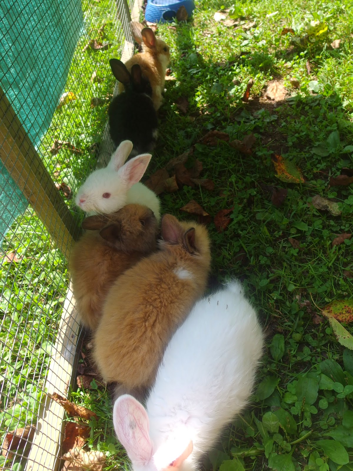 Wild Tree Tops: LOTS of Bunnies!!!