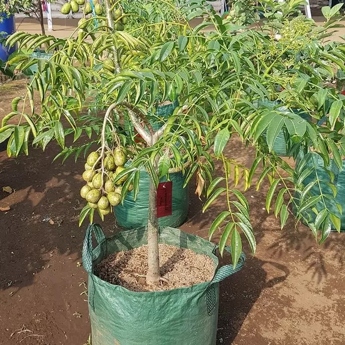 jual bibit buah kedondong cepat berbuah obral pohon tanaman jumbo super unggul terlaris murah mudah Senori