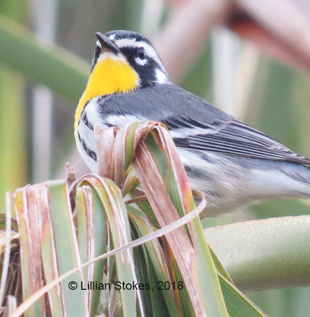 STOKES BIRDING BLOG Beautiful Yellowthroated Warblers Wintering in FL!