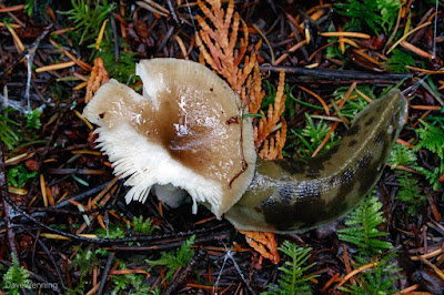 Banana Slug Dining on Mushroom