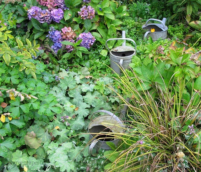 Watering cans in Le Jardin De Marie Ange, Pas- De-Calais, France.