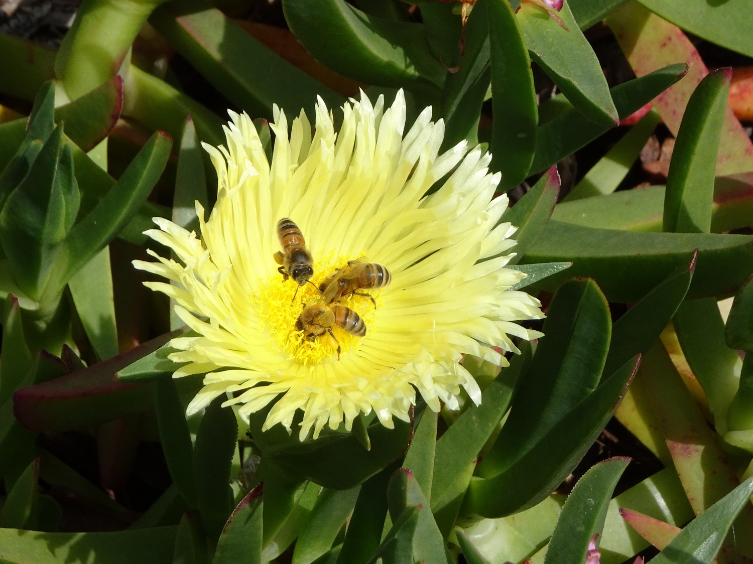 Vireya's Blog Insects in Flowers