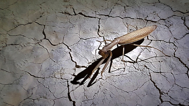 A praying mantis on the prowl at night... A praying mantis on the prowl at night...