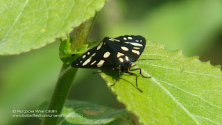 Callimorpha dominula DSC145625