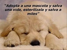 Adopta una mascota