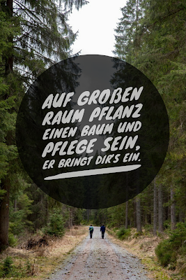 Die 50 besten Zitate zu den Themen Wald und Bäume | Waldzitate | Baumzitate | Naturzitate | Zitate-Wald | Inspirierende-Zitate