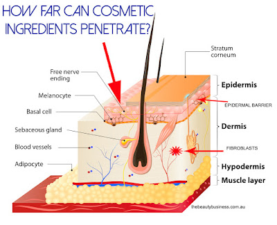 cross section of the skin cross section of the skin